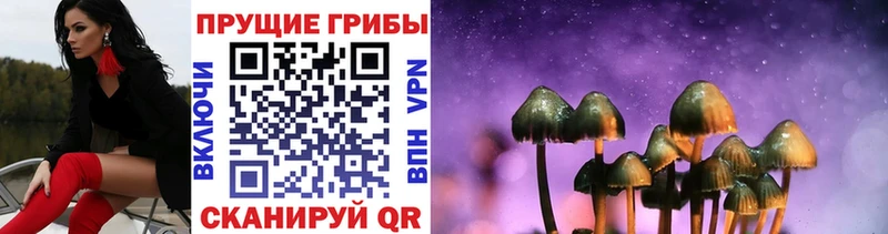 Псилоцибиновые грибы Cubensis  купить закладку  Вичуга 